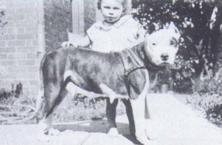 staffordshire terrier history